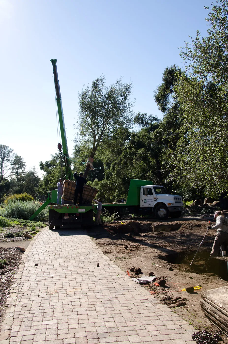 New oaks (Coastal Live Oak) arrive at SBBG, Meadow Oaks 