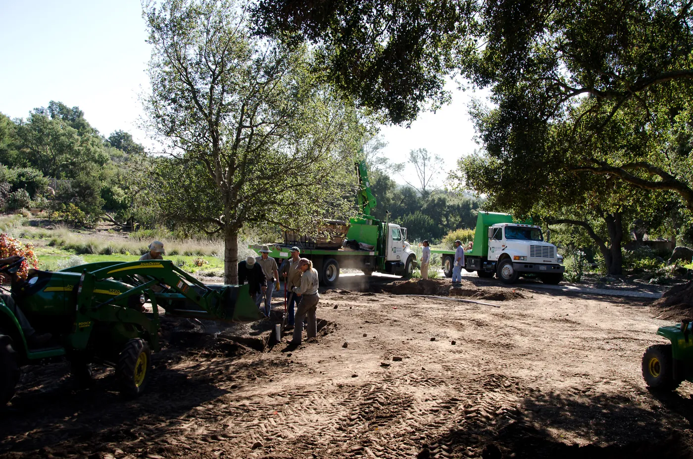 New oaks (Coastal Live Oak) arrive at SBBG, Meadow Oaks 