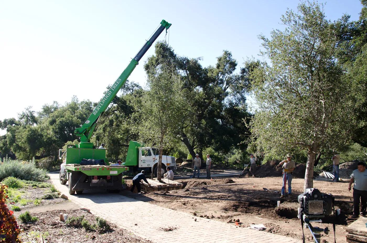 New oaks (Coastal Live Oak) arrive at SBBG, Meadow Oaks 