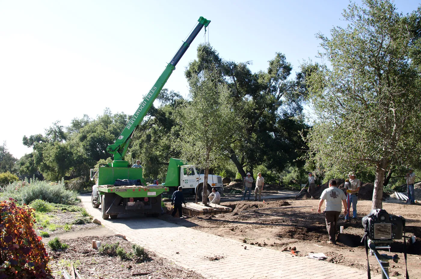 New oaks (Coastal Live Oak) arrive at SBBG, Meadow Oaks 