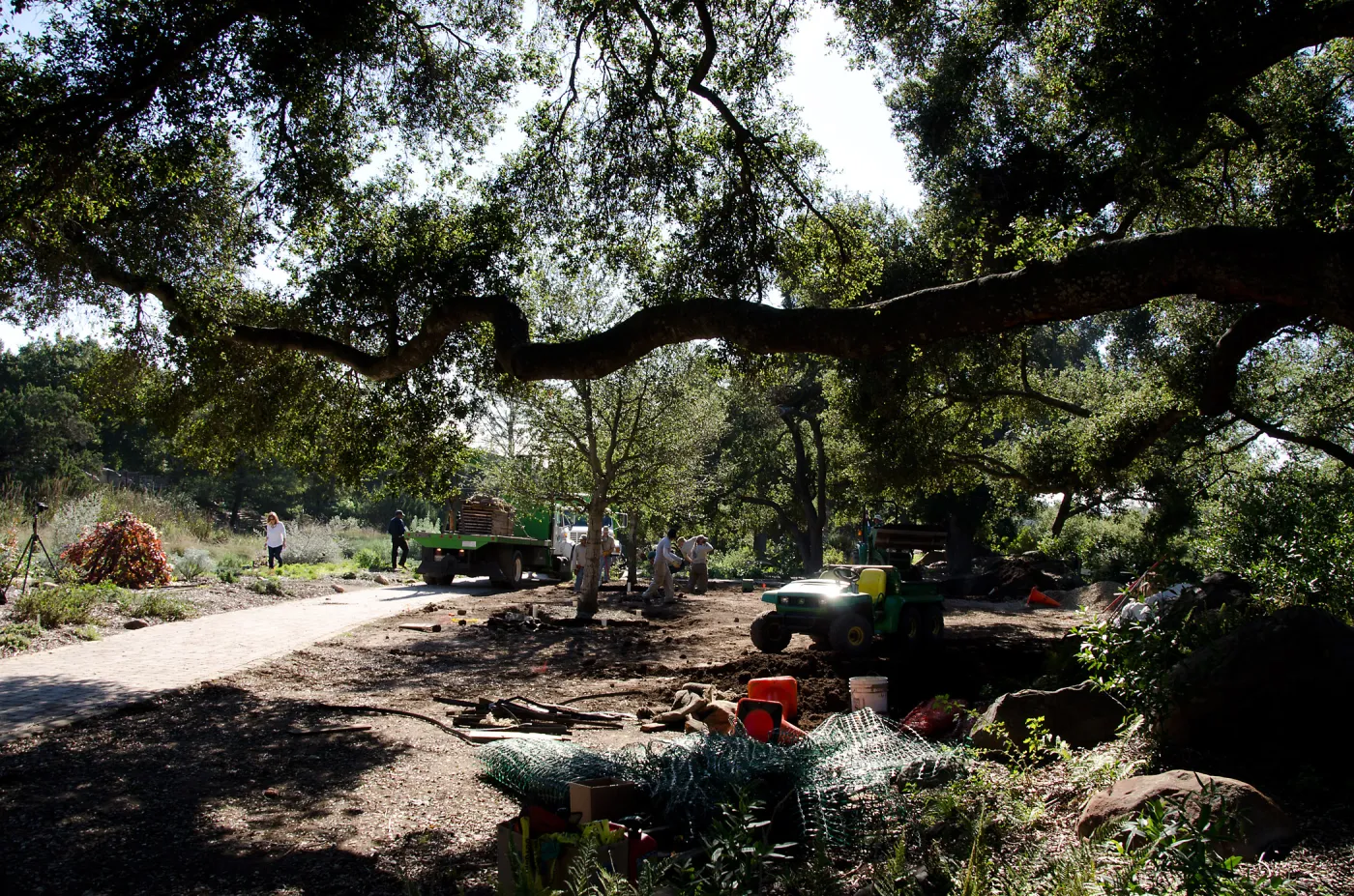 New oaks (Coastal Live Oak) arrive at SBBG, Meadow Oaks 