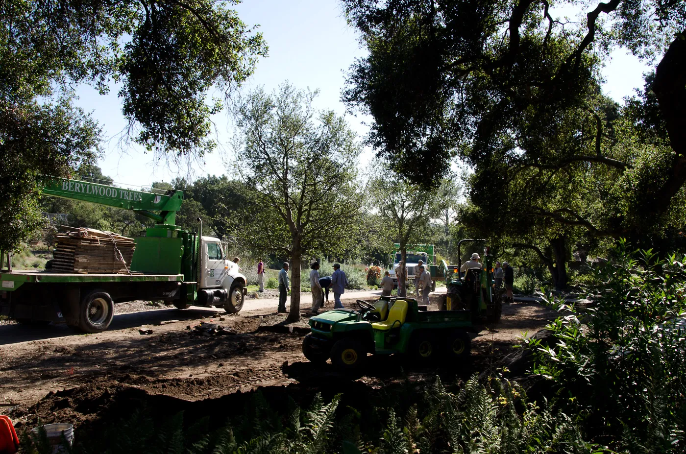 New oaks (Coastal Live Oak) arrive at SBBG, Meadow Oaks 