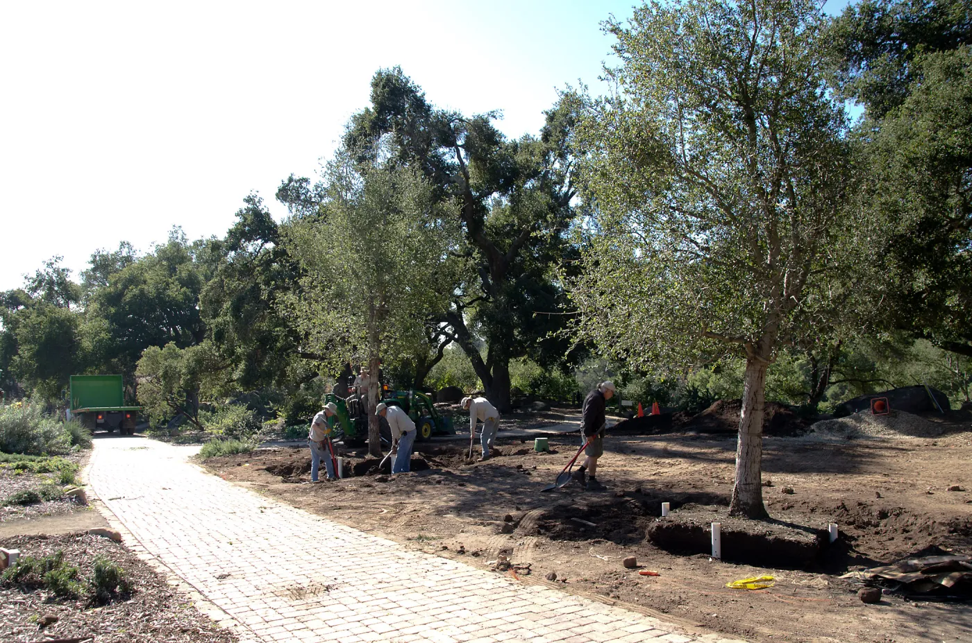 New oaks (Coastal Live Oak)arrive at SBBG, Meadow Oaks 