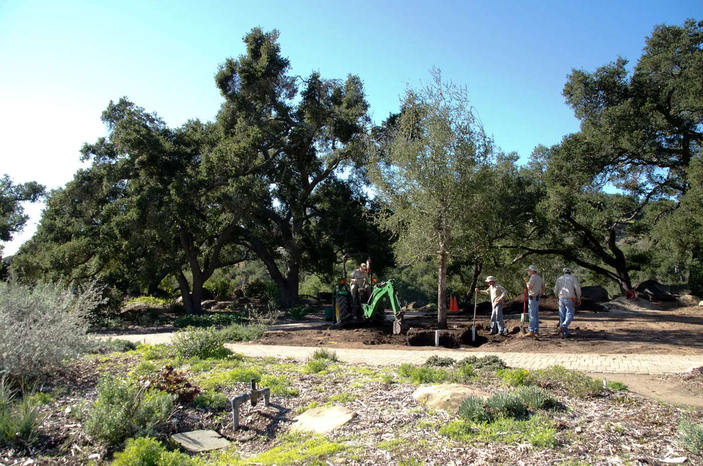 New oaks (Coastal Live Oak) arrive at SBBG, Meadow Oaks 