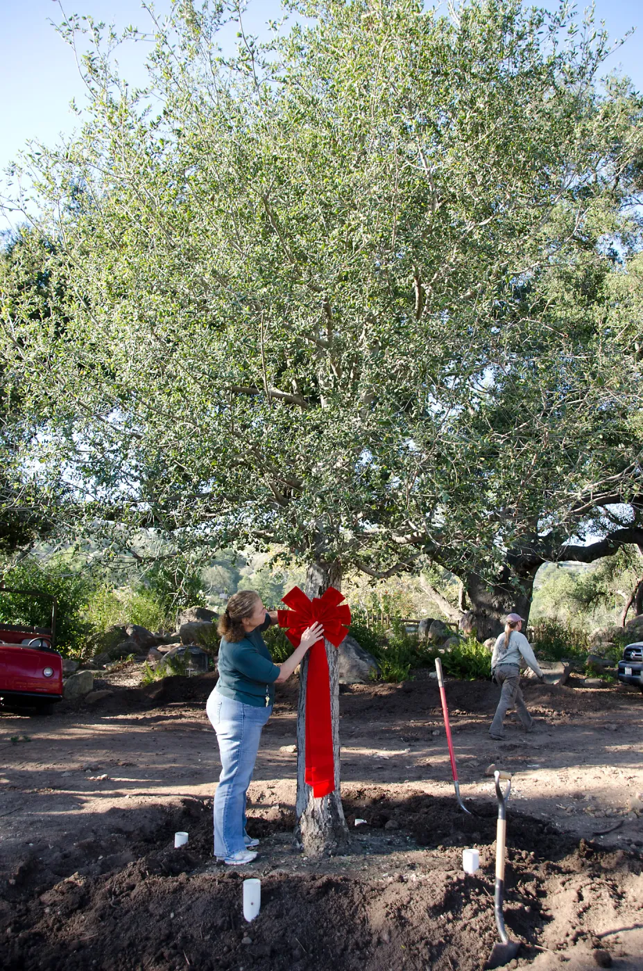 Red ribbons, new oaks (Coastal Live Oak) arrive at SBBG, Meadow Oaks, Joan Evans