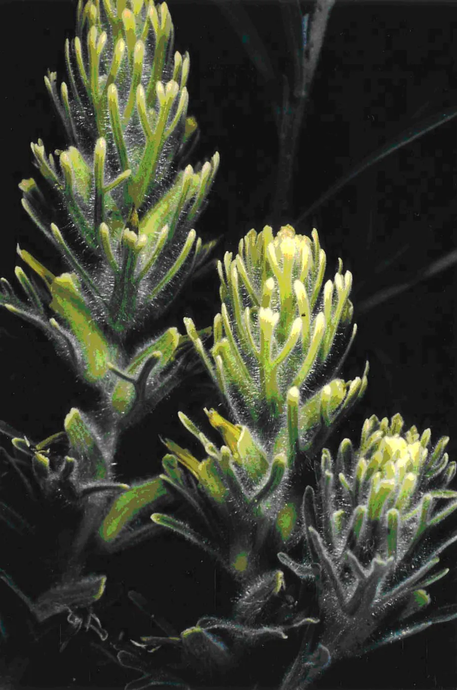 Castilleja grisea