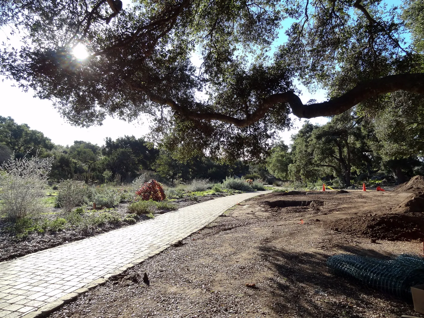 New oaks arrive at SBBG, Meadow Oaks 