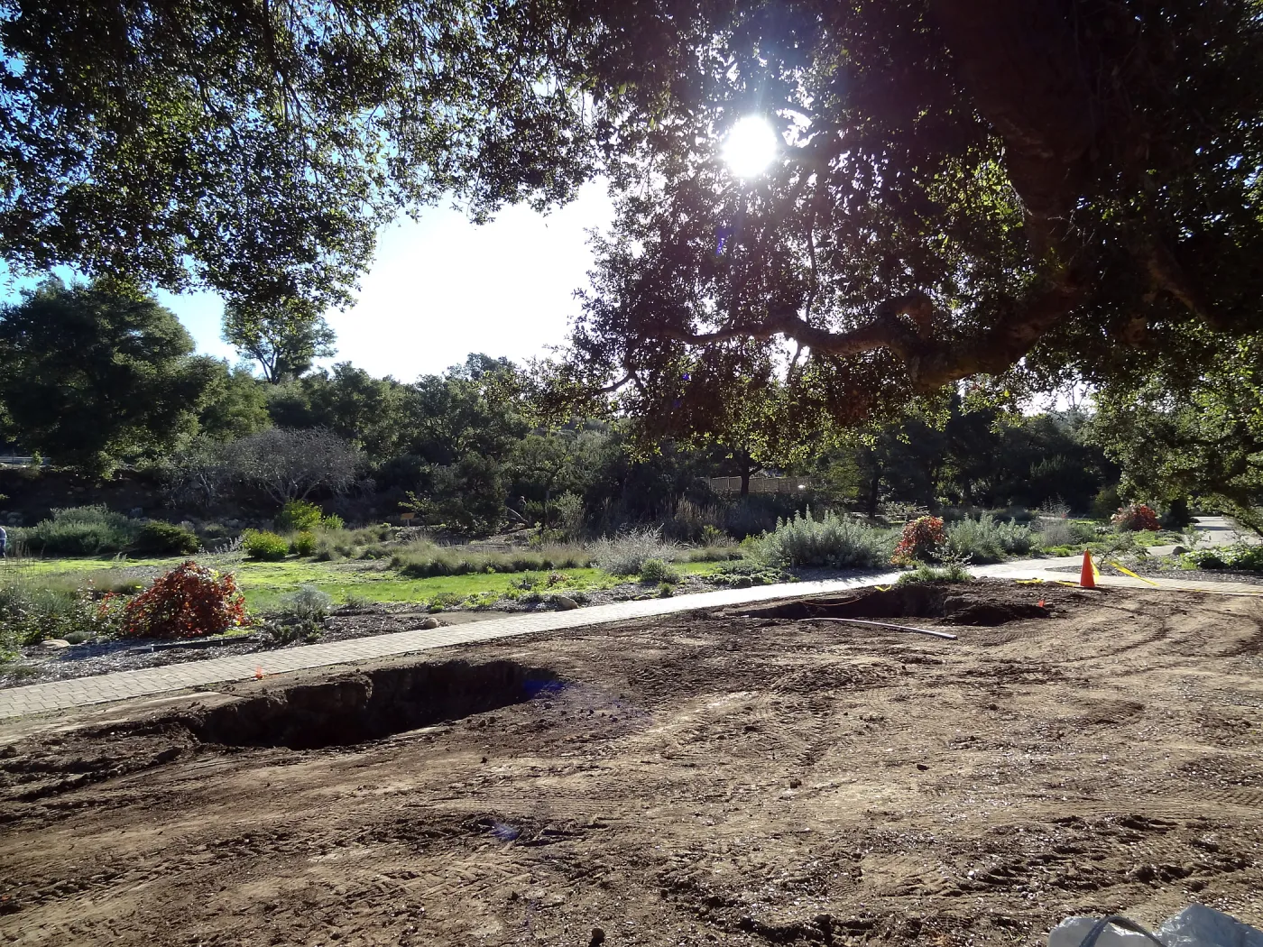 New oaks arrive at SBBG, Meadow Oaks 