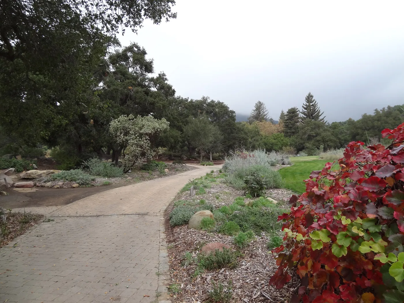 new oaks, Meadow Oaks