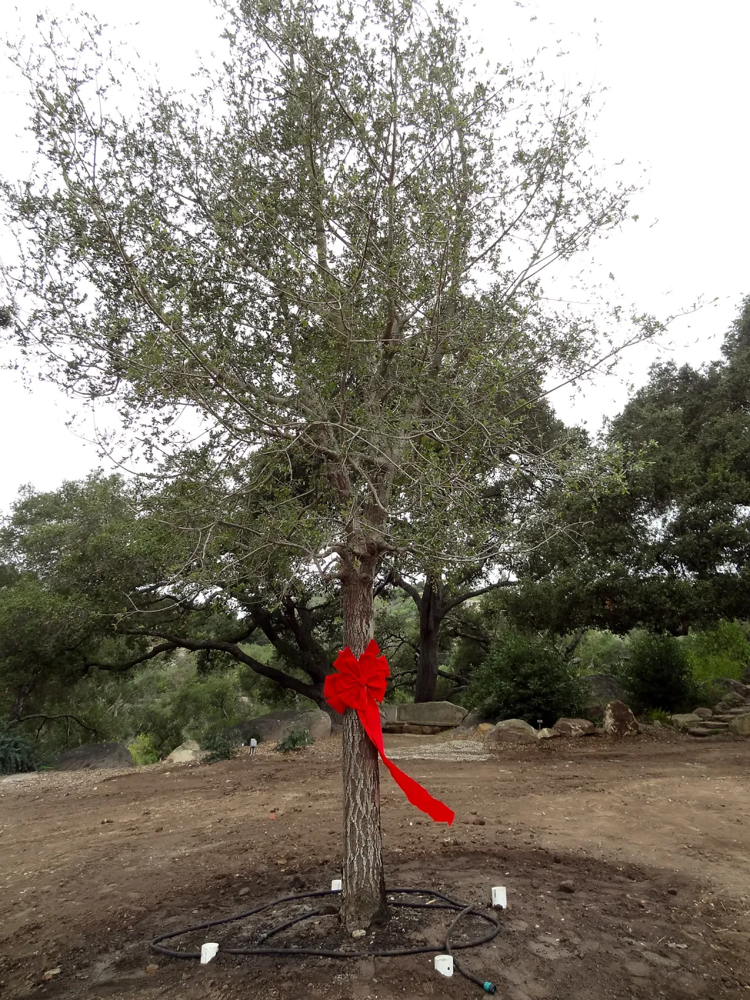 Red ribbons, new oaks (Coastal Live Oak) arrive at SBBG, Meadow Oaks 