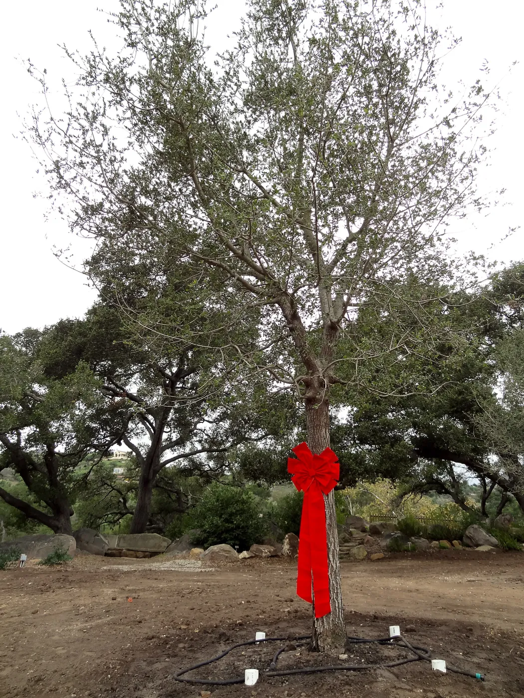 Red ribbons, new oaks (Coastal Live Oak) arrive at SBBG, Meadow Oaks 