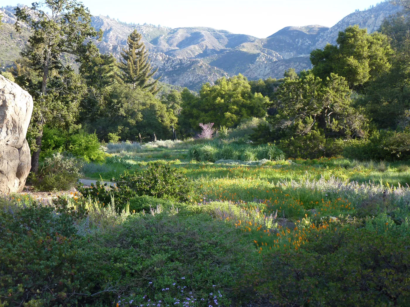 Meadow