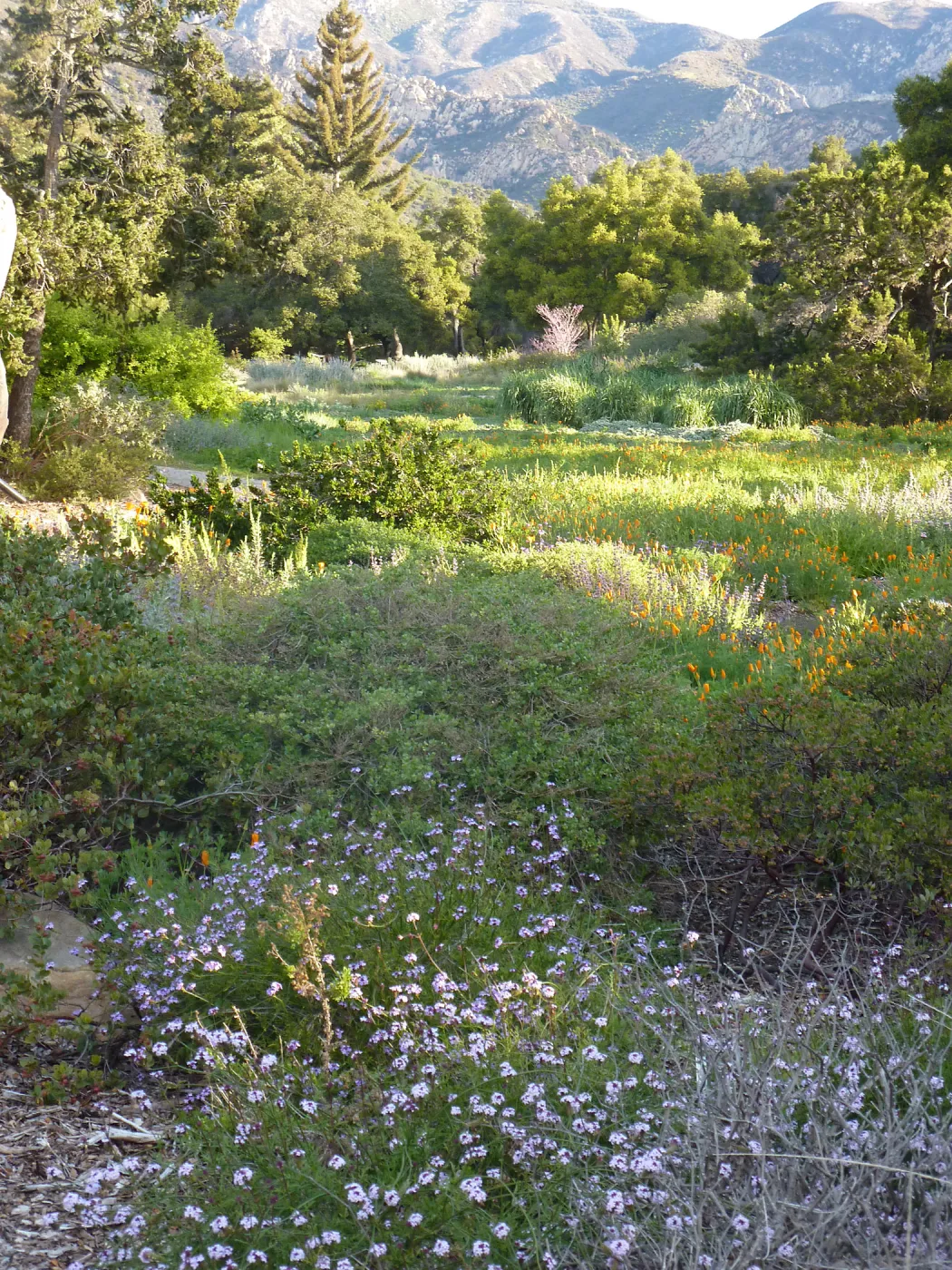 Meadow