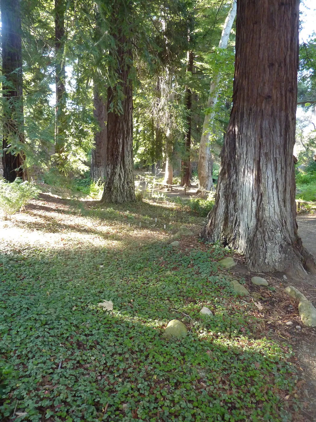 Redwood Section