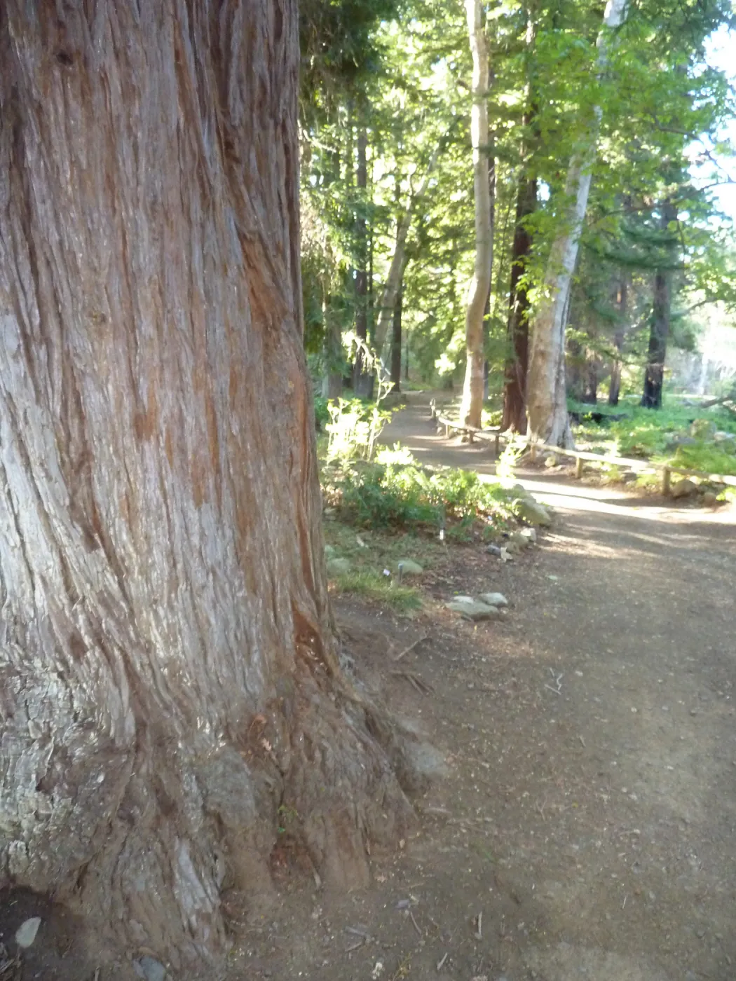 Redwood Section