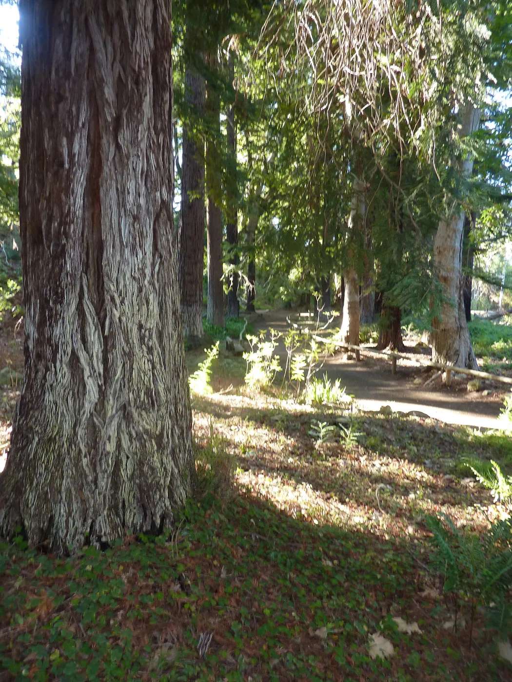 Redwood Section
