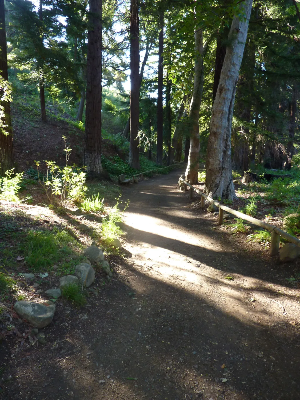 Redwood Section