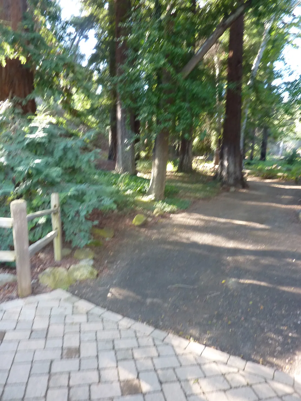 Redwood Section