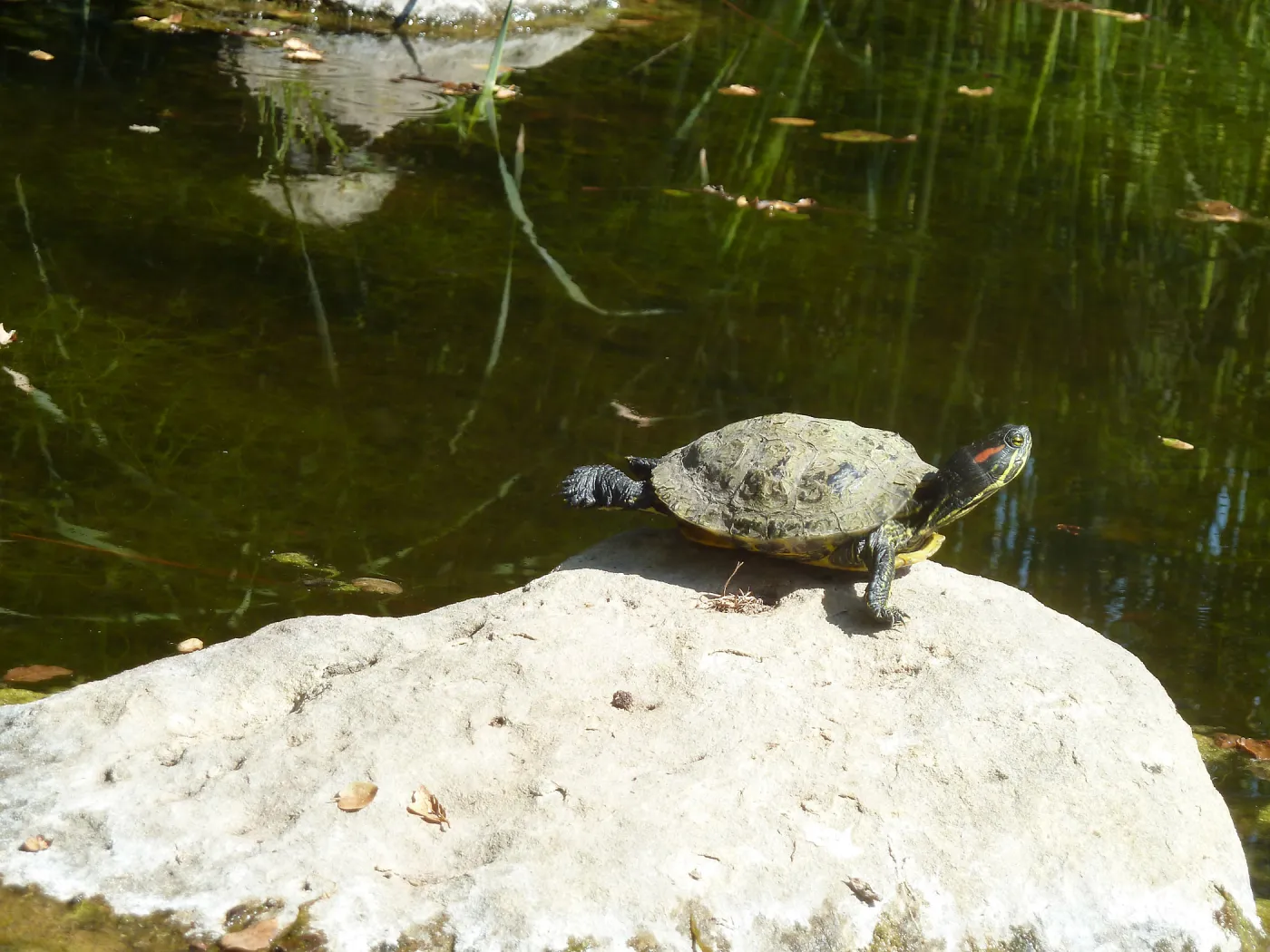 Creek Critters, childrens class