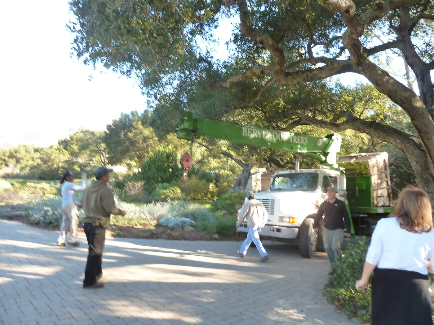 Delivery and placement of two new oak trees (Coastal Live Oak) in the Meadow Oaks display
