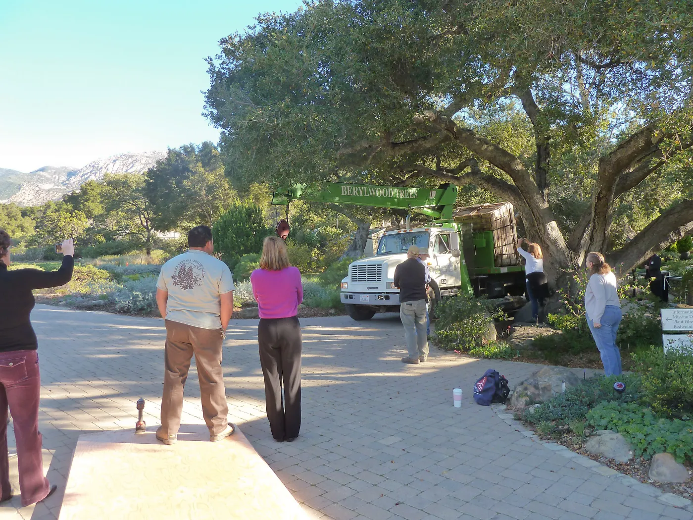 Delivery and placement of two new oak trees (Coastal Live Oak) in the Meadow Oaks display