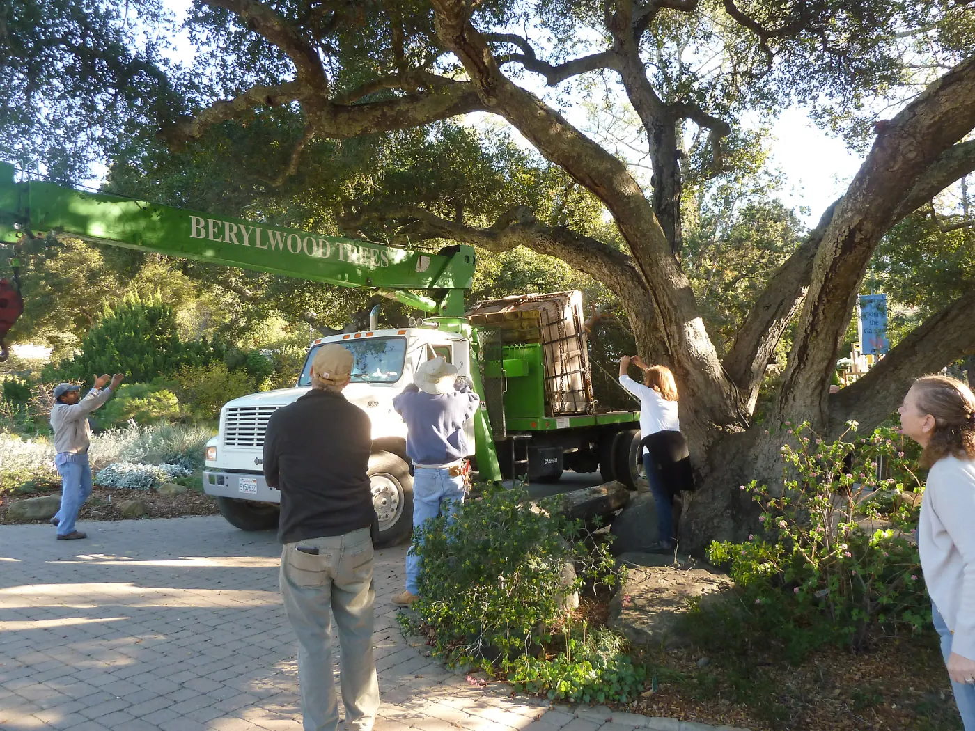 Delivery and placement of two new oak trees (Coastal Live Oak) in the Meadow Oaks display