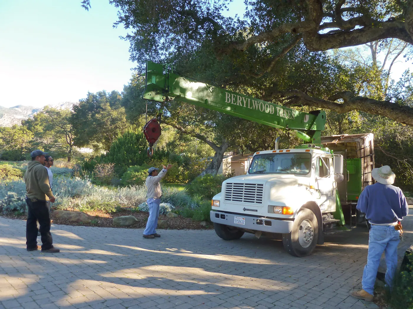 Delivery and placement of two new oak trees (Coastal Live Oak) in the Meadow Oaks display