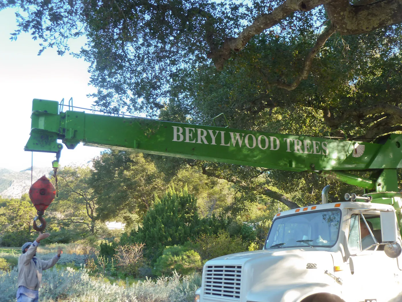 Delivery and placement of two new oak trees (Coastal Live Oak) in the Meadow Oaks display