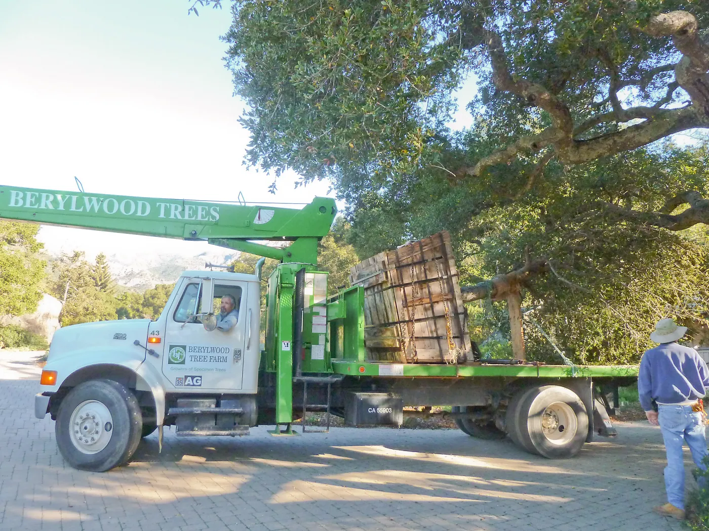 Delivery and placement of two new oak trees (Coastal Live Oak) in the Meadow Oaks display