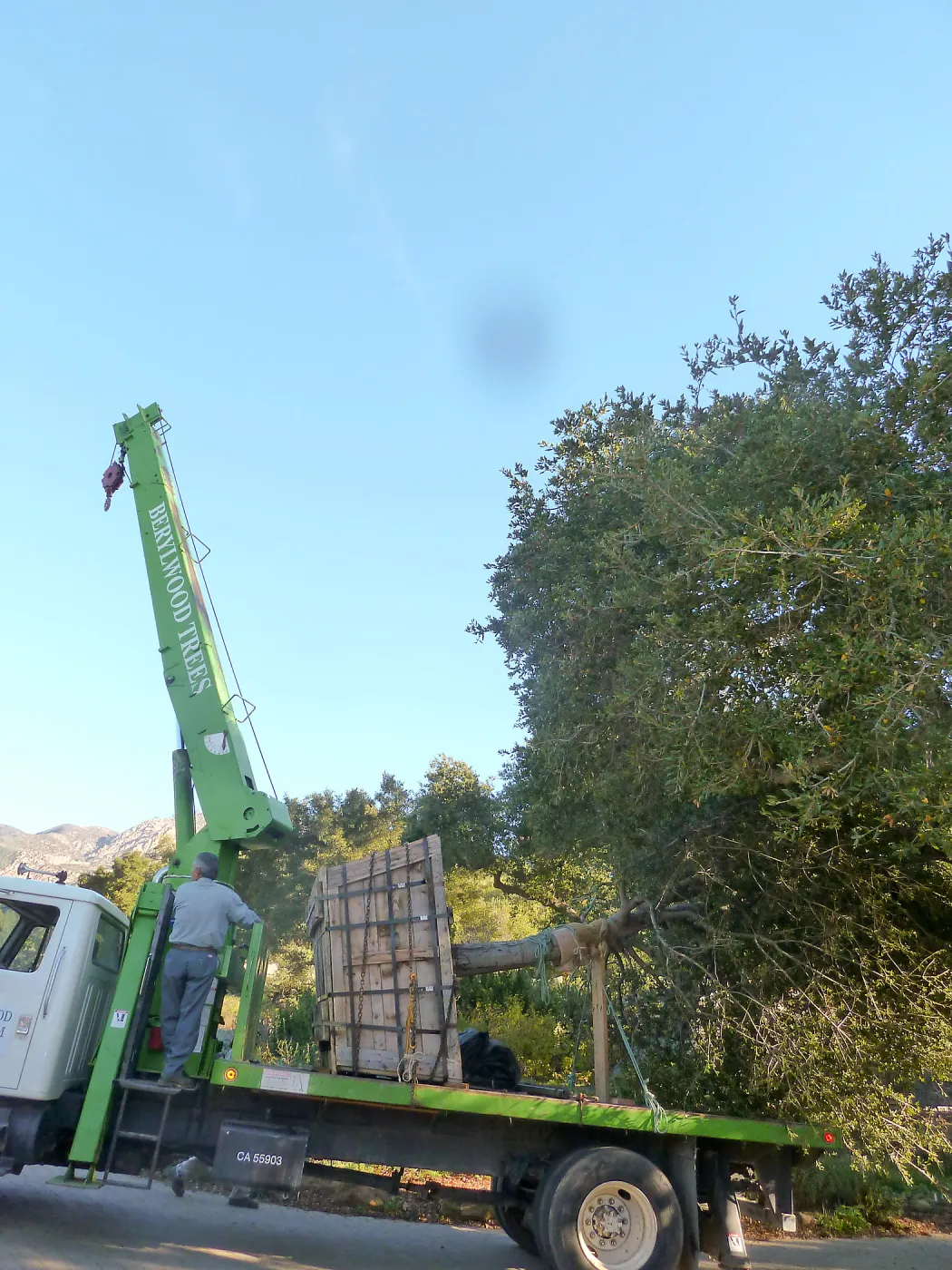 Delivery and placement of two new oak trees (Coastal Live Oak) in the Meadow Oaks display