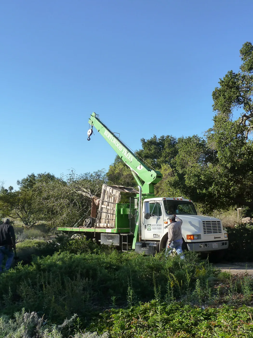 Delivery and placement of two new oak trees (Coastal Live Oak) n the Meadow Oaks display