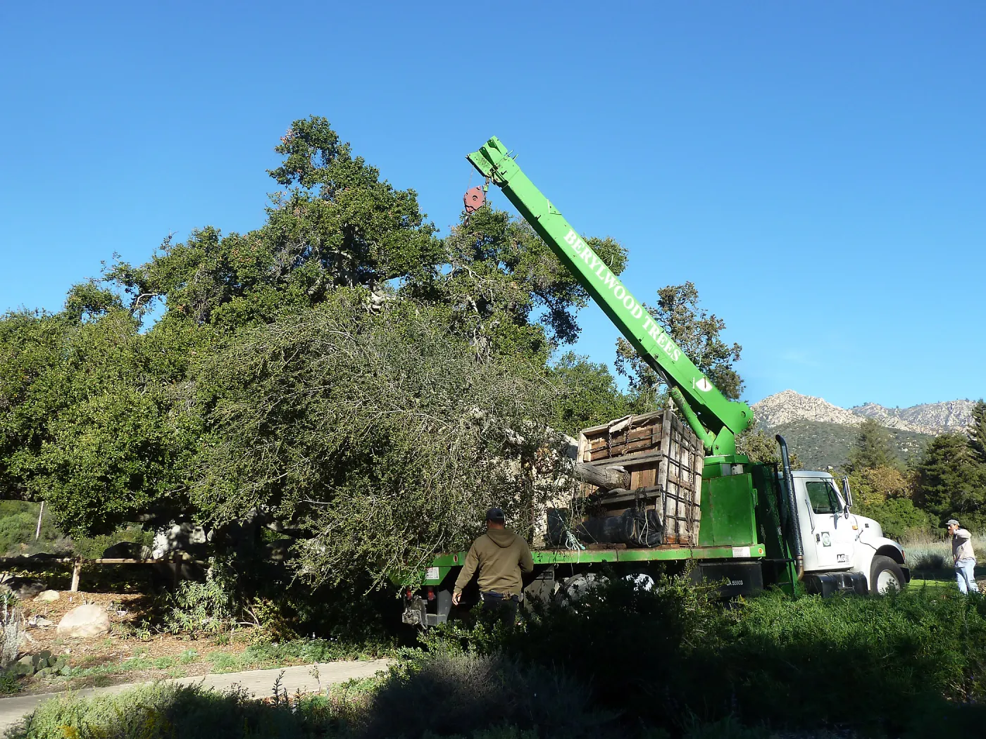 Delivery and placement of two new oak trees (Coastal Live Oak) in the Meadow Oaks display