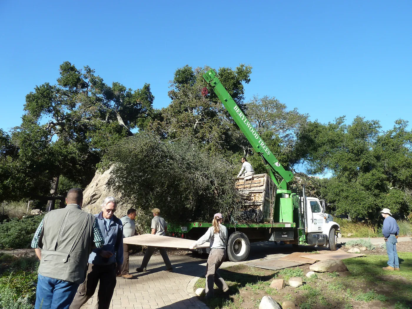 Delivery and placement of two new oak trees (Coastal Live Oak) in the Meadow Oaks display