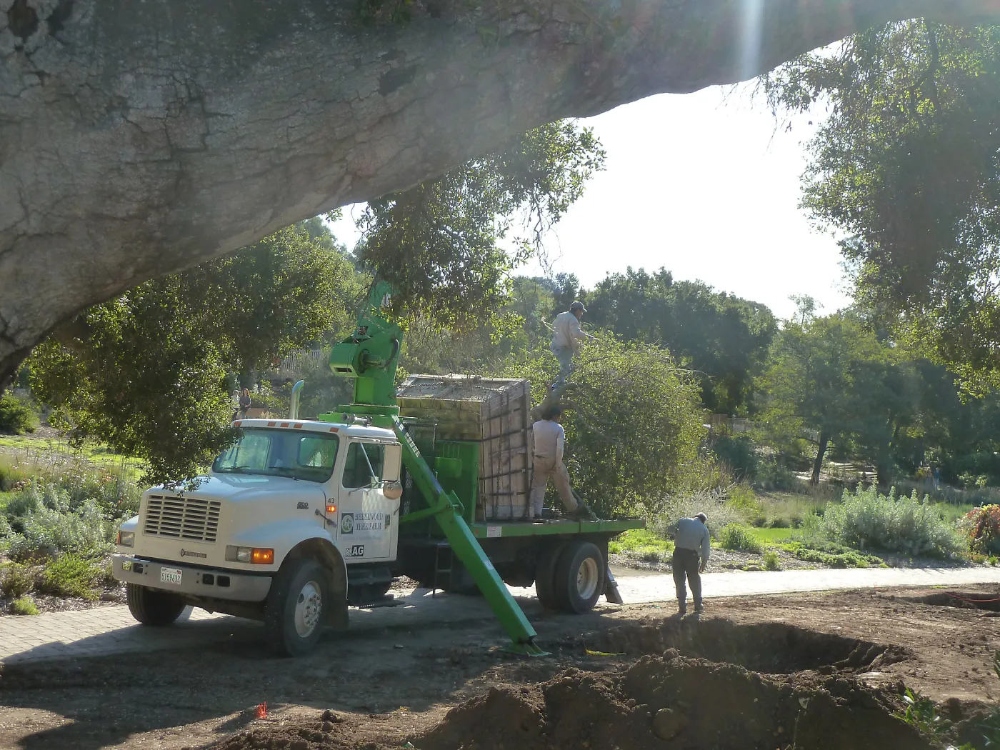 Delivery and placement of two new oak trees (Coastal Live Oak) in the Meadow Oaks display