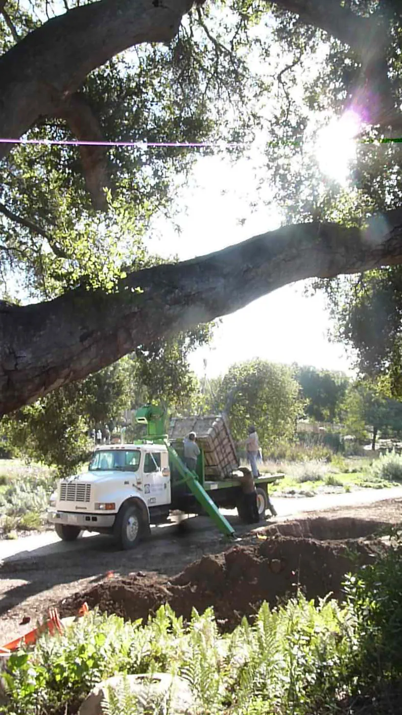Delivery and placement of two new oak trees (Coastal Live Oak) in the Meadow Oaks display