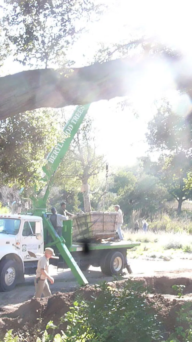 Delivery and placement of two new oak trees (Coastal Live Oak) in the Meadow Oaks display