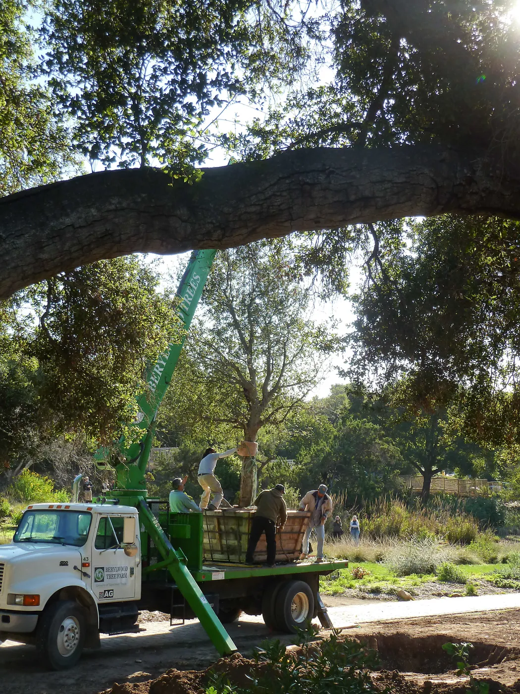 Delivery and placement of two new oak trees (Coastal Live Oak) in the Meadow Oaks display