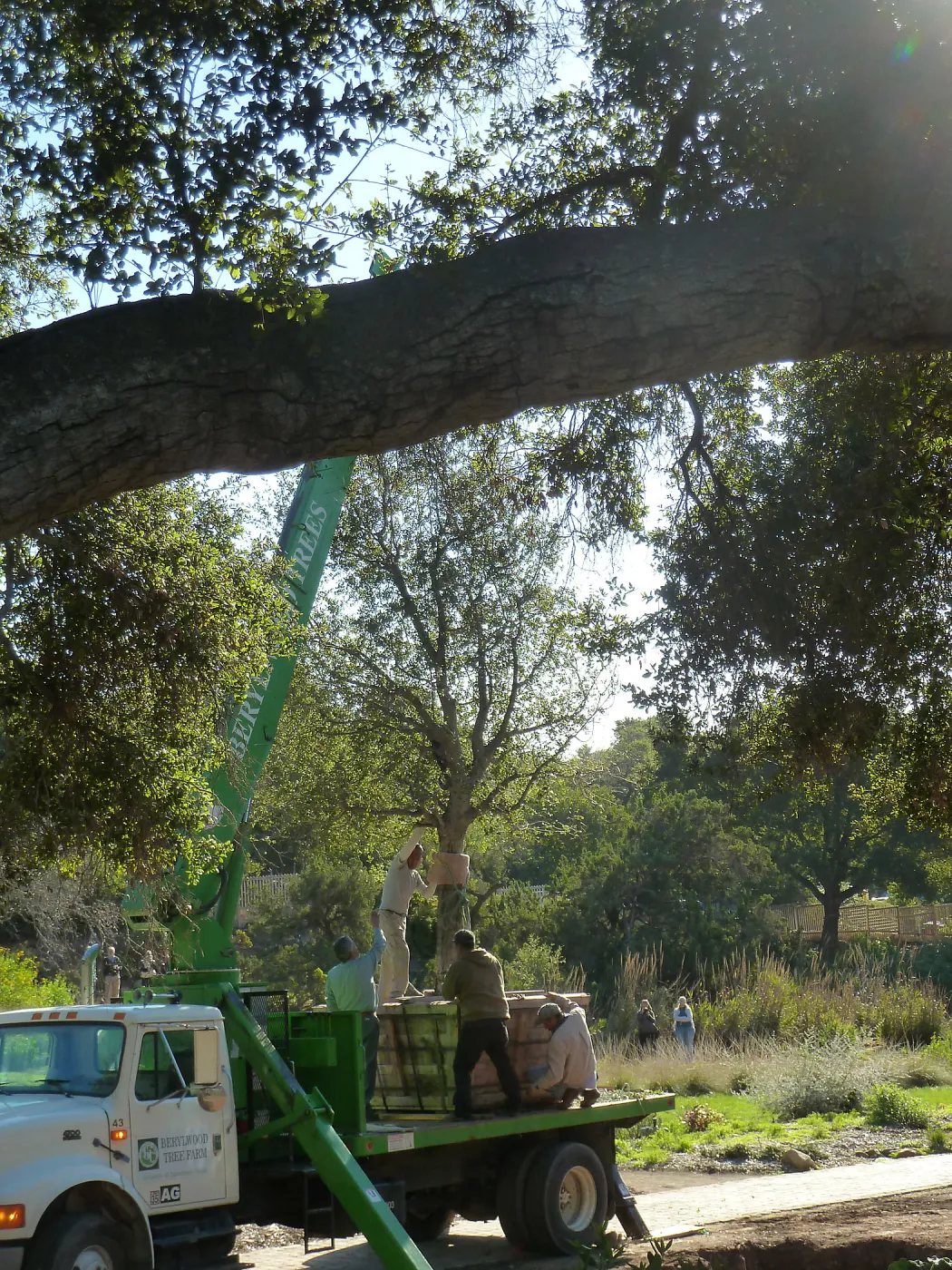 Delivery and placement of two new oak trees (Coastal Live Oak) in the Meadow Oaks display