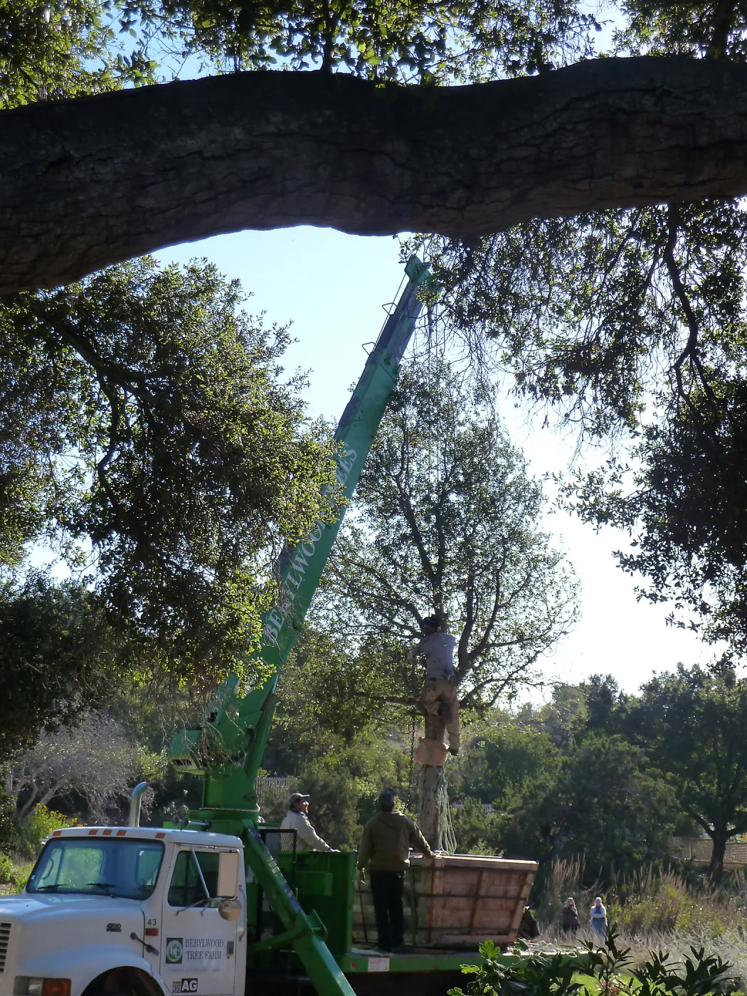 Delivery and placement of two new oak trees (Coastal Live Oak) in the Meadow Oaks display