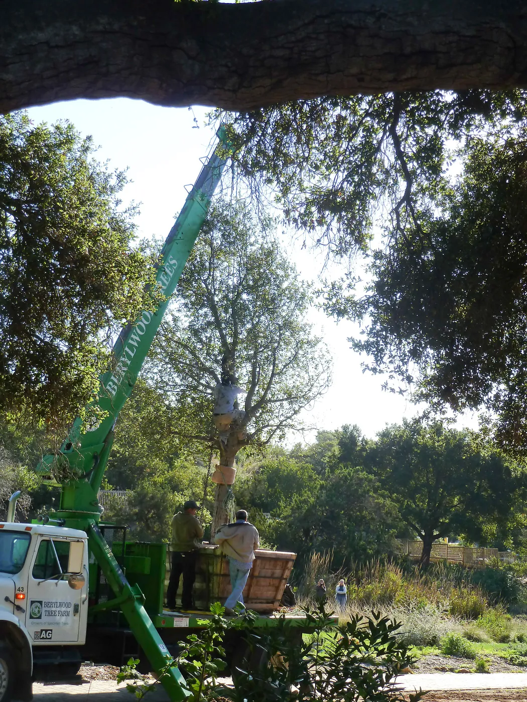 Delivery and placement of two new oak trees (Coastal Live Oak) in the Meadow Oaks display