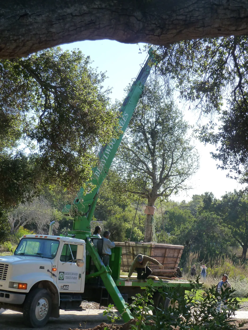 Delivery and placement of two new oak trees (Coastal Live Oak) in the Meadow Oaks display