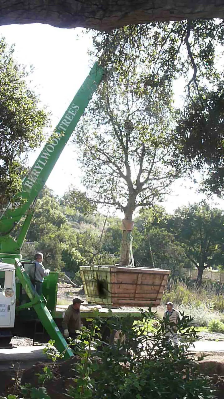 Delivery and placement of two new oak trees (Coastal Live Oak) in the Meadow Oaks display