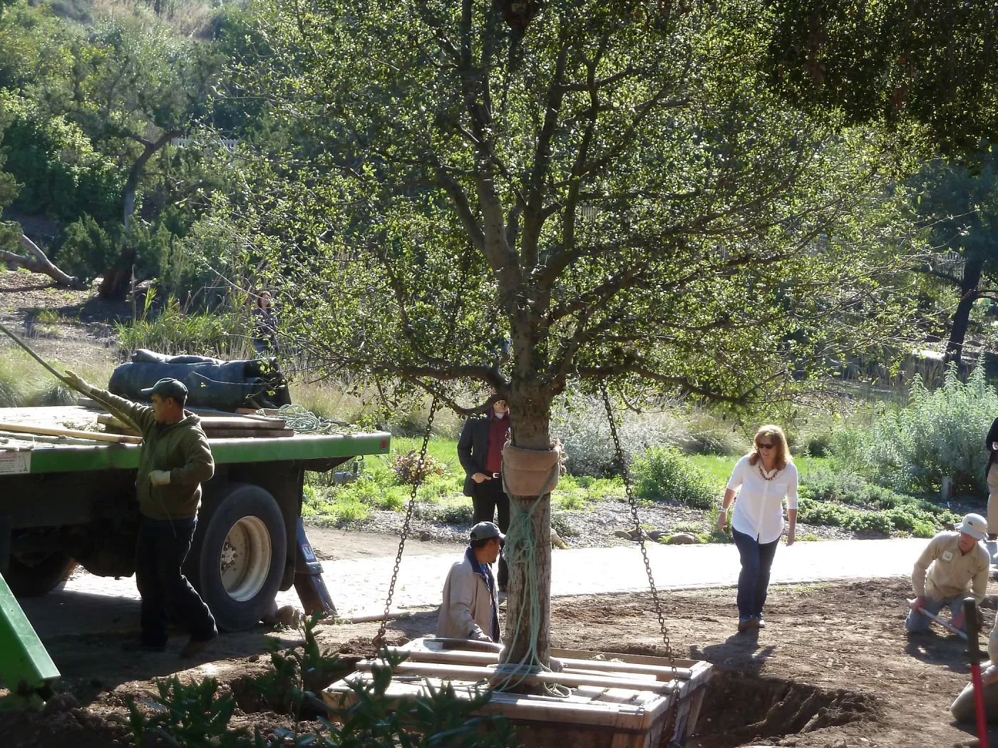 Delivery and placement of two new oak trees (Coastal Live Oak) in the Meadow Oaks display