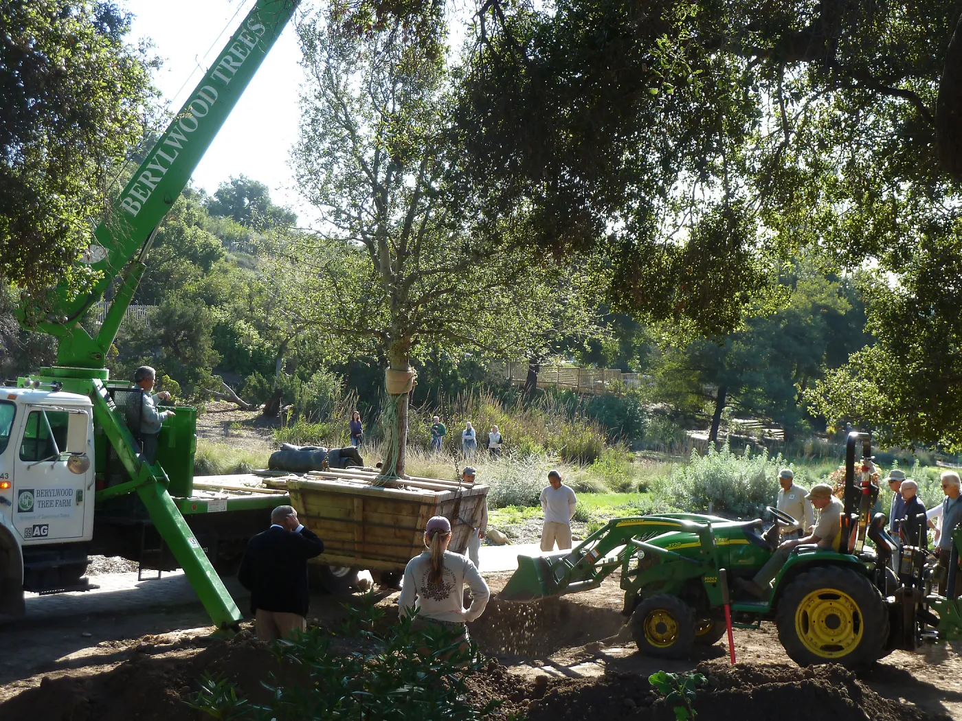 Delivery and placement of two new oak trees (Coastal Live Oak) in the Meadow Oaks display