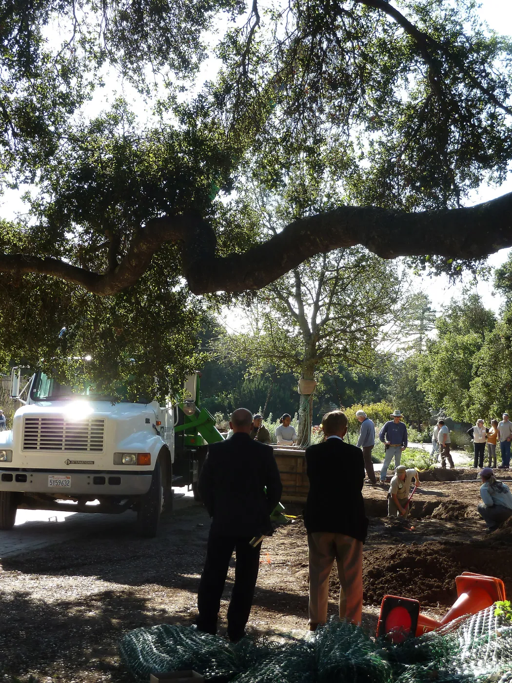 Delivery and placement of two new oak trees (Coastal Live Oak) in the Meadow Oaks display