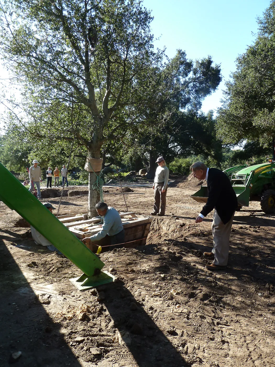 Delivery and placement of two new oak trees (Coastal Live Oak) in the Meadow Oaks display