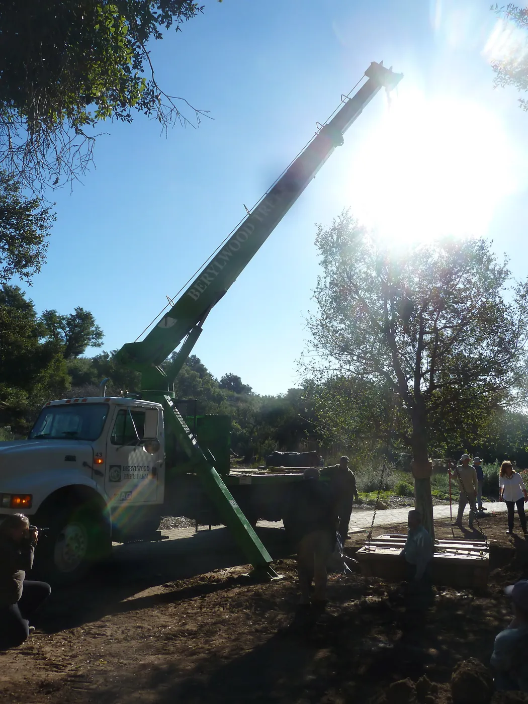 Delivery and placement of two new oak trees (Coastal Live Oak) in the Meadow Oaks display