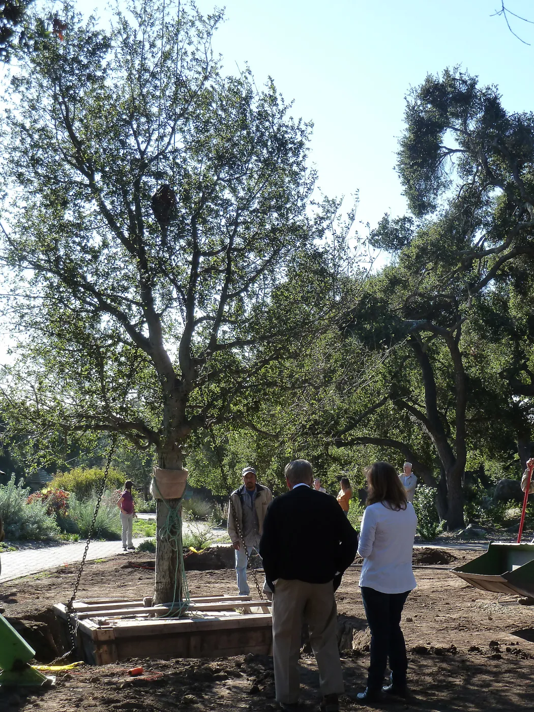 Delivery and placement of two new oak trees (Coastal Live Oak) in the Meadow Oaks display