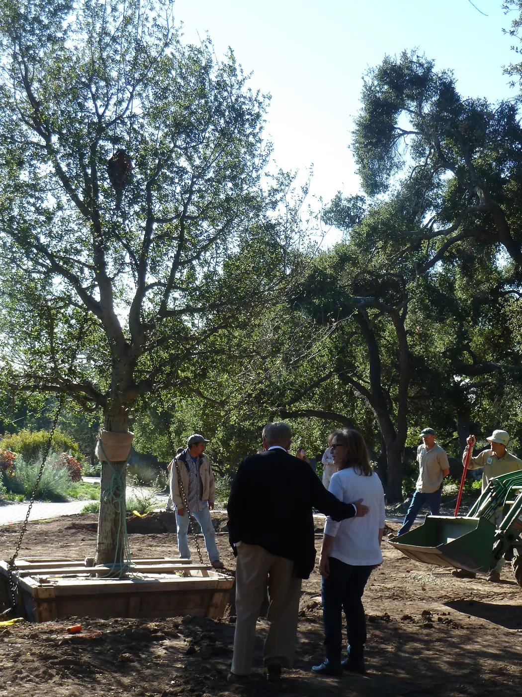Delivery and placement of two new oak trees (Coastal Live Oak) in the Meadow Oaks display