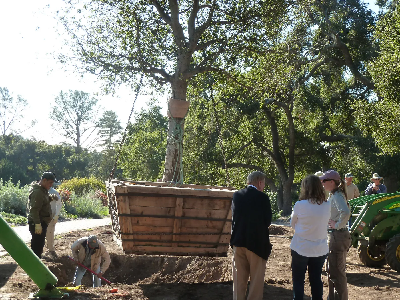Delivery and placement of two new oak (Coastal Live Oak) trees in the Meadow Oaks display